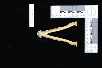 Media type: image;   Mammalogy BANGS-3793 Description: Image of skeleton specimen - ventral view. ventral view of mandible.;